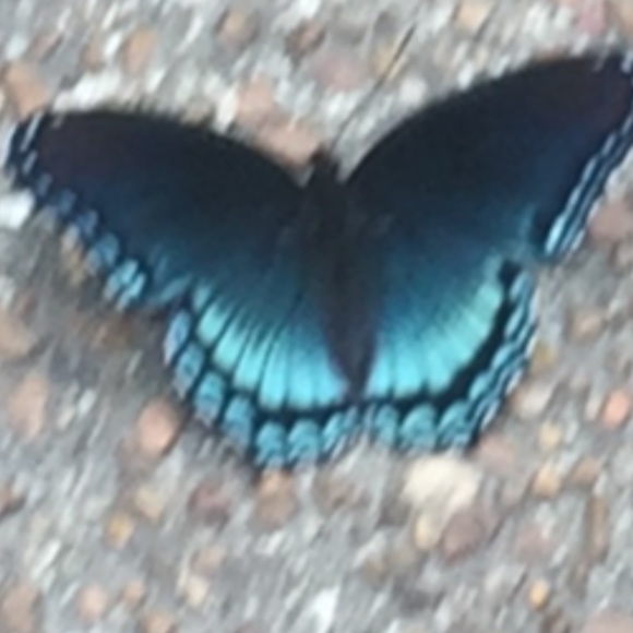 Meet your Posher, Gigi - Picture 4 of 6